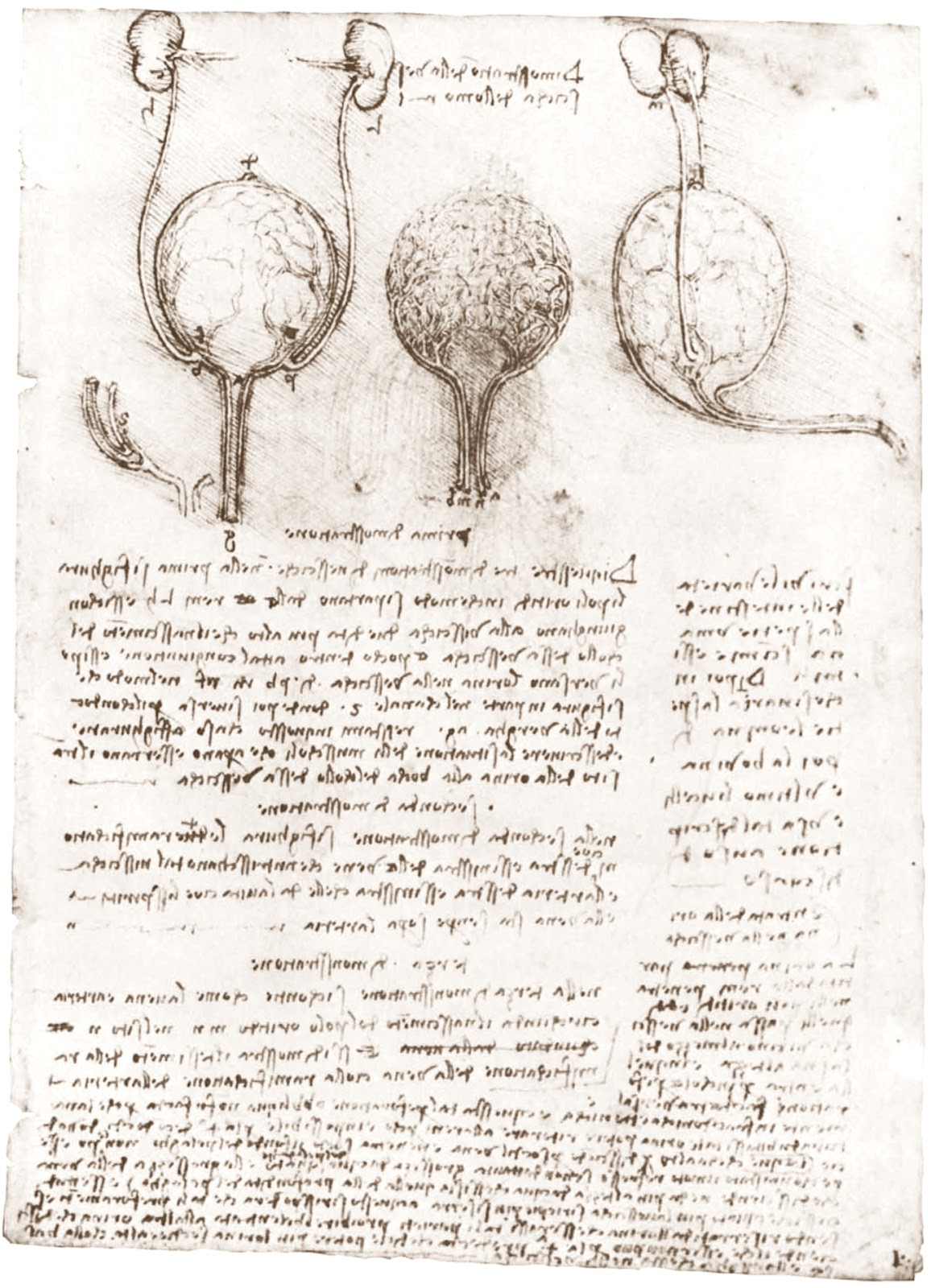 Leonardo+da+Vinci-1452-1519 (768).jpg